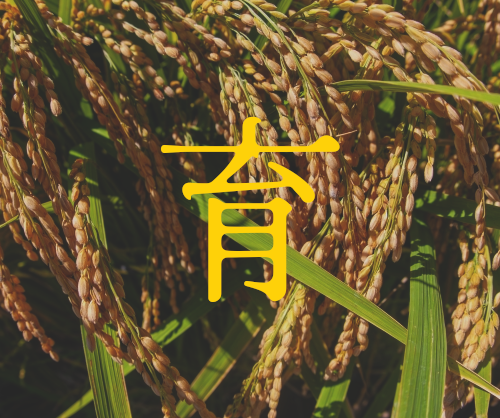 稲穂の画像。育てる